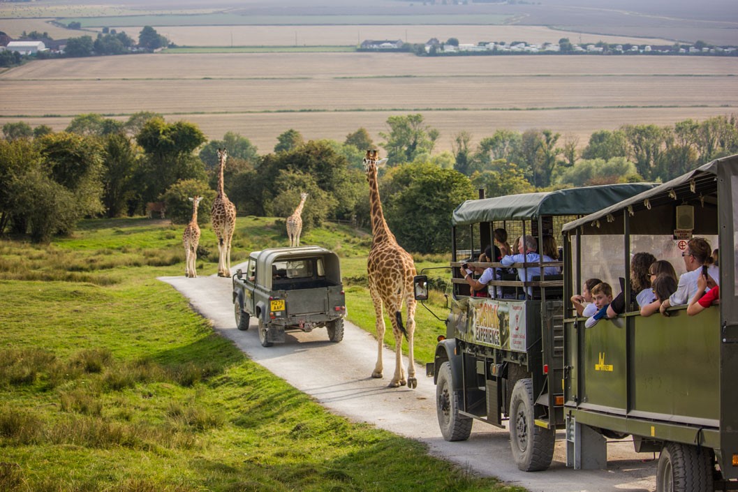 Digital Animal Adoption with Entry to Port Lympne Reserve and Truck Safari for Two Adults