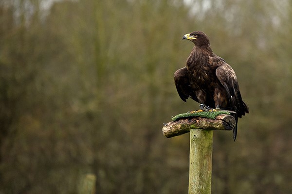 One Hour Falconry for Two at Hobbledown Epsom