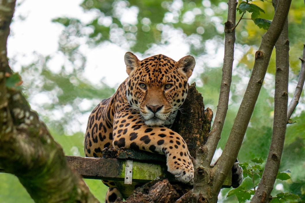 Big Cat Keeper Experience for Two at Dartmoor Zoo