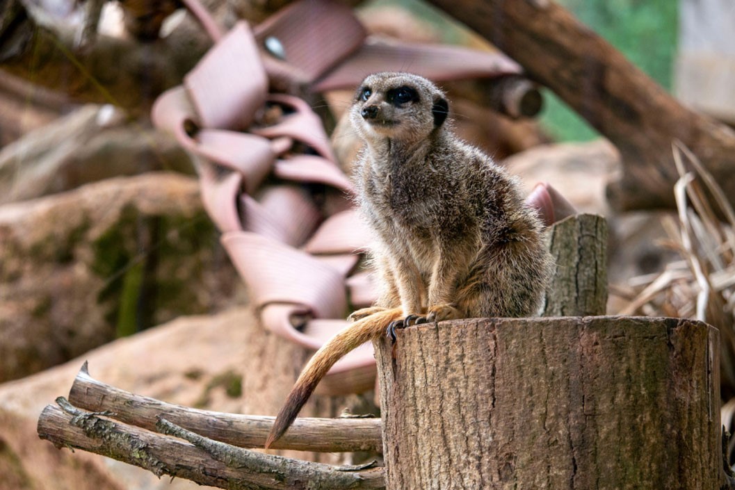 Keeper for a Day for Two at Dartmoor Zoo