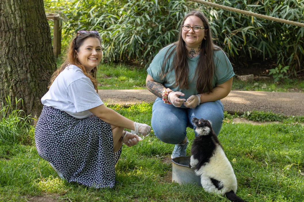 Lemur Encounter