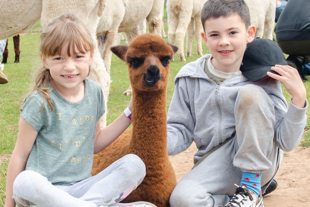 Charnwood Alpacas