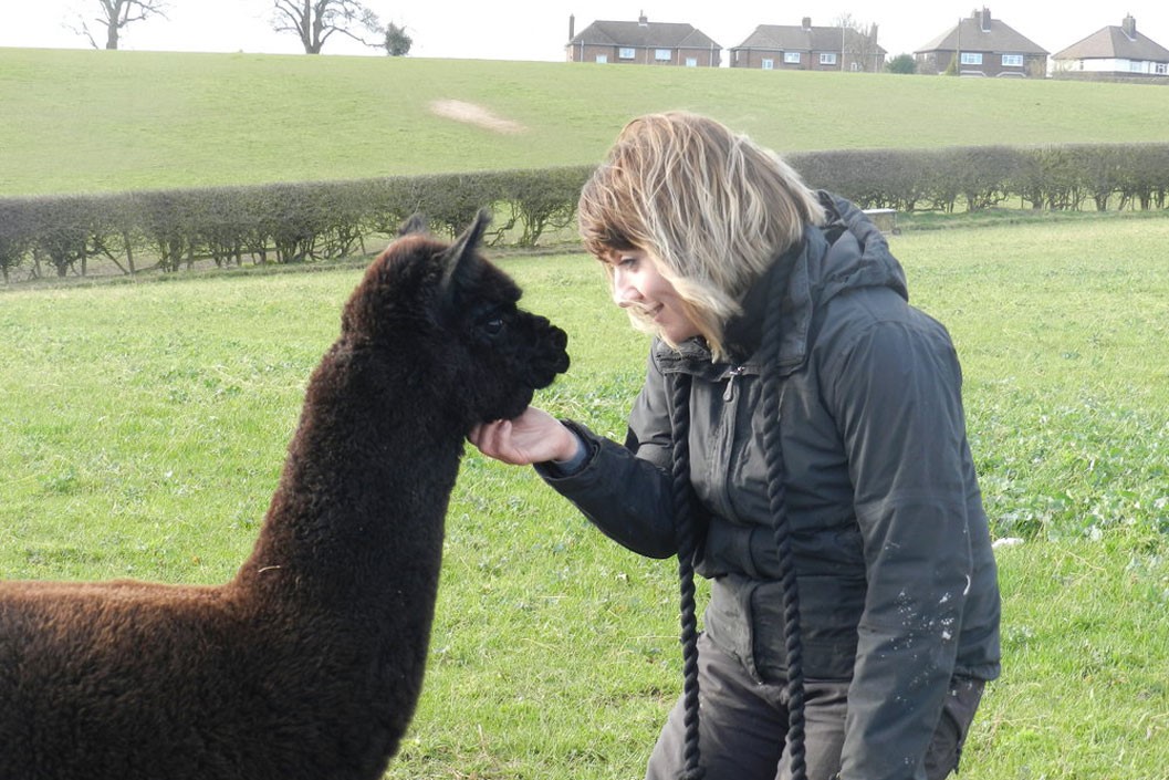 Charnwood Alpacas