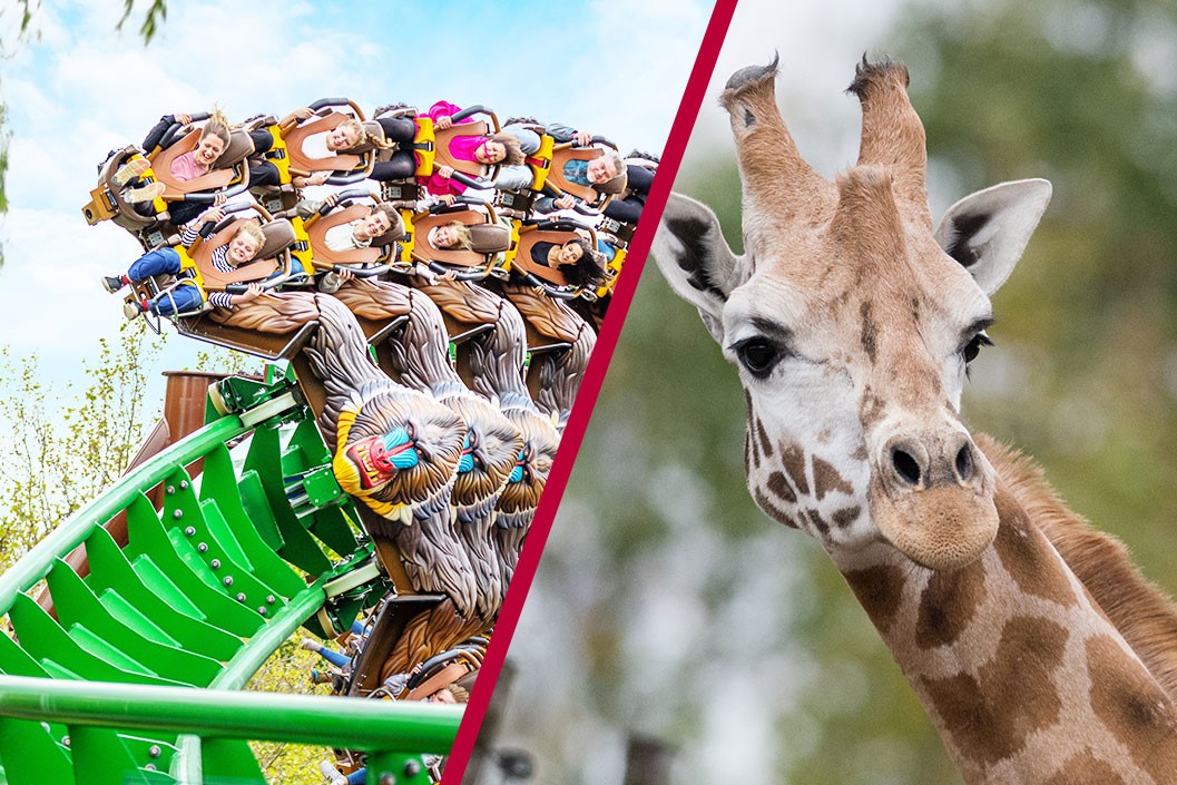 VIP Giraffe Safari and Entry to Chessington World of Adventures for One