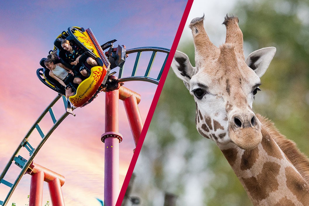 VIP Giraffe Safari and Entry to Chessington World of Adventures for Two