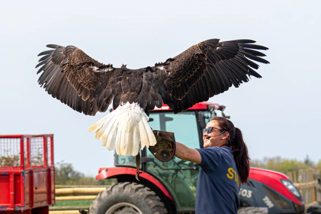 Elite Falconry Experience for One with Adventure001