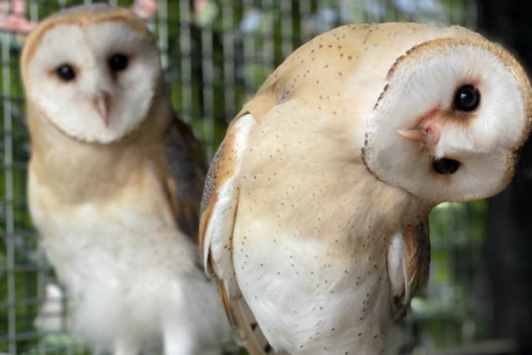 Elite Falconry Experience for Two with Adventure001