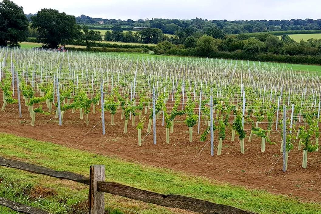 Vineyard Tour and Wine Tasting for Four at Oastbrook Estate