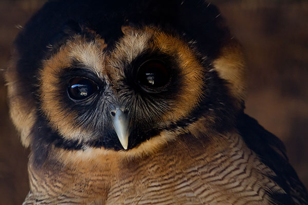 Owl Encounter For Two People At Millets Farm Falconry Centre Oxfordshire