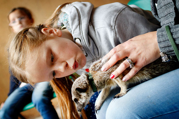 Image of 2 for 1 Meerkat Experience for Two at Hoo Zoo & Dinosaur World