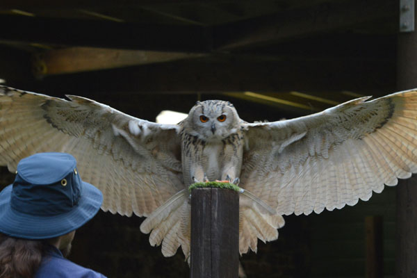 Entry To The Scottish Owl Centre For Two Adults And Two Children