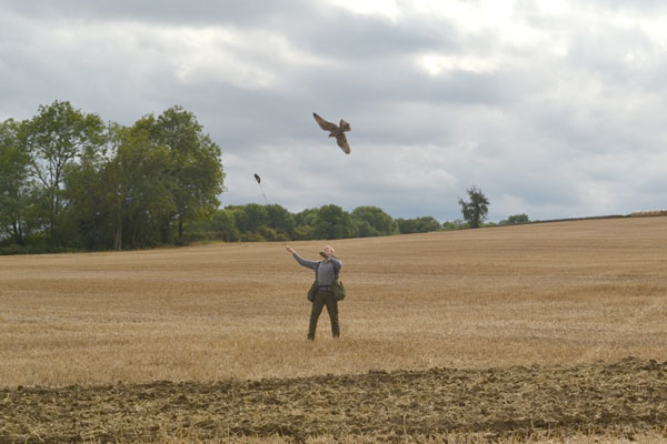 Full Day Falconry Experience for One at The Falconry School in Gloucestershire