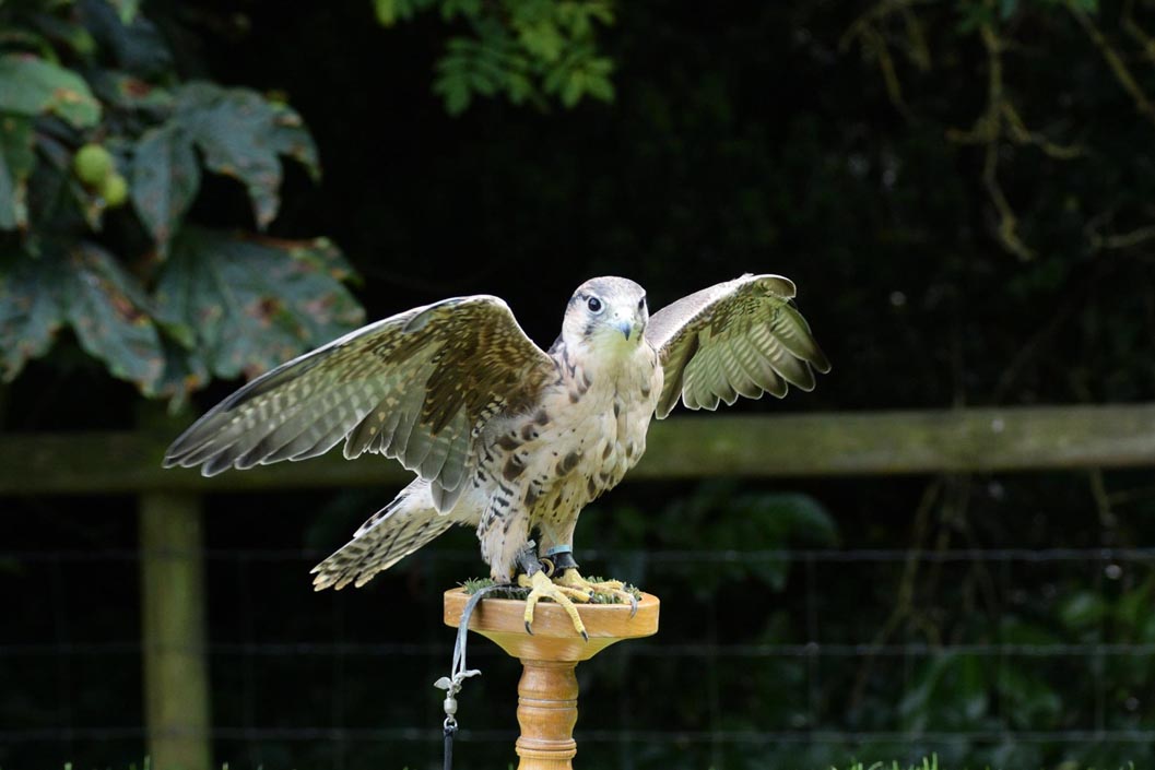 Entry for Two Adults and Two Children to Hawksflight Falconry