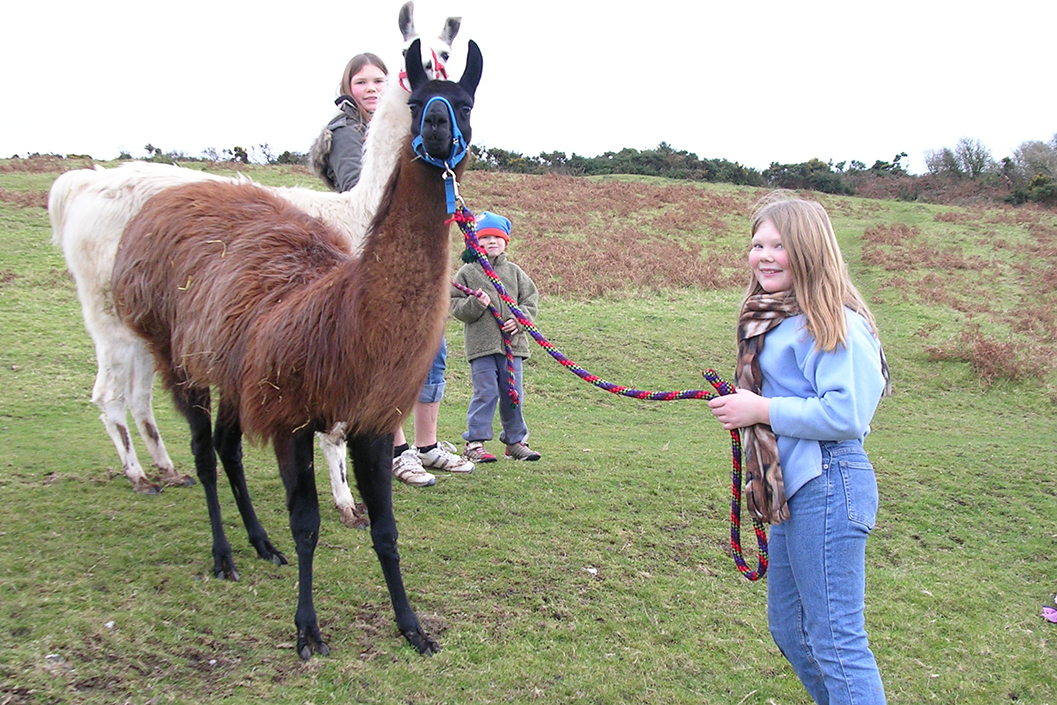 Meet and Greet Llama Experience for Two