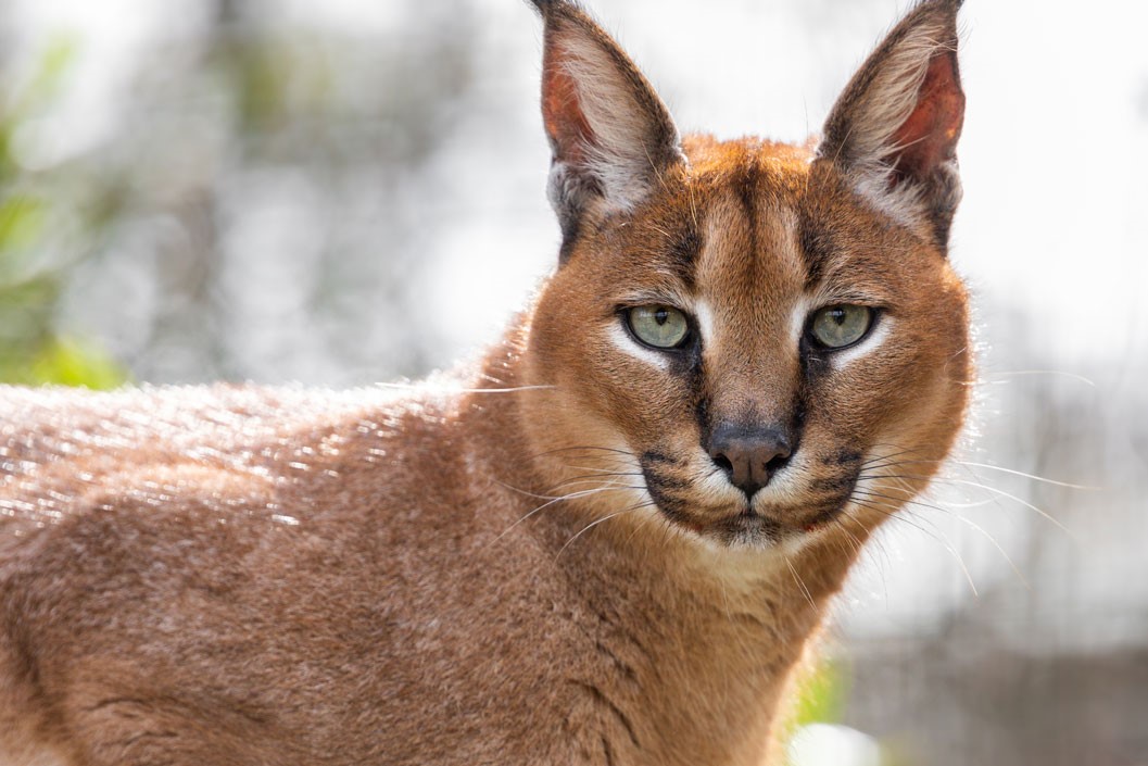 Big Cat Encounter at The Big Cat Sanctuary – Weekends