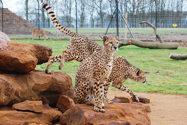 Entry to Whipsnade Zoo for One Adult and One Child