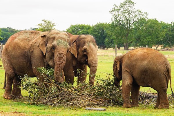 Entry To Whipsnade Zoo For Two Adults And Two Children