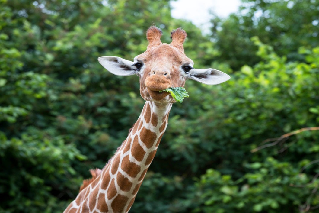 Entry to Whipsnade Zoo for Two Adults