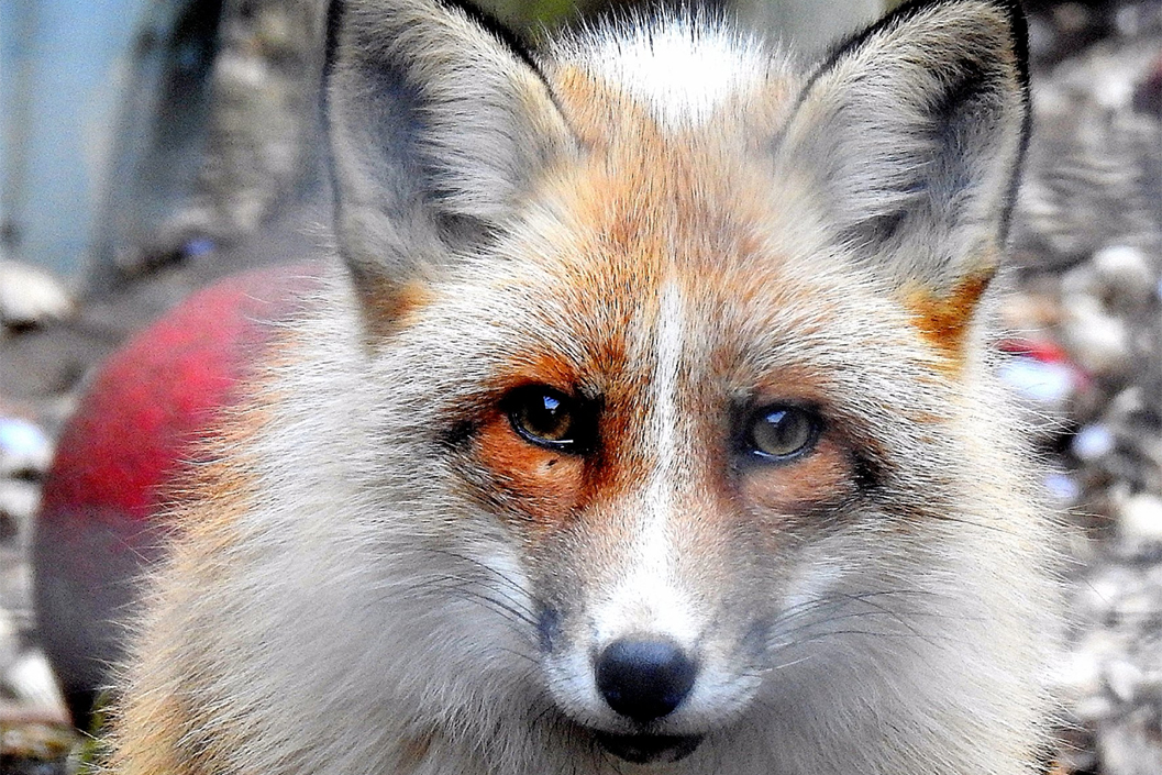 Meet the Red Fox with Lunch for Two at Ark Wildlife Park