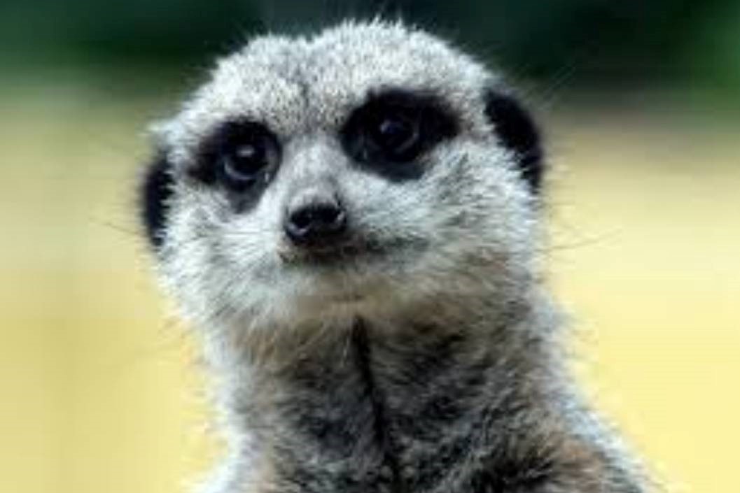 Meet the Meerkats with Lunch for Two at Ark Wildlife Park