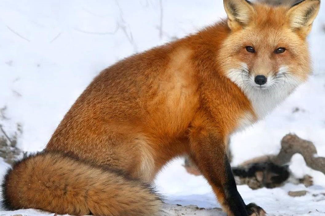 Red/Silver Meet The Fox With Park Entry For Two At Ark Wildlife Park