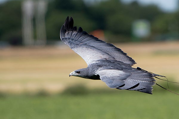 Two Hour Birds of Prey Experience for One at CJ's Birds of Prey