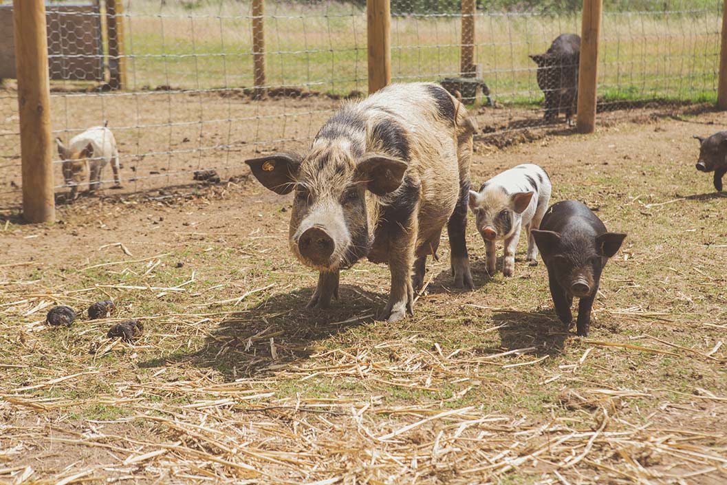 Meet the Pigs for a Family of Four at Kew Little Pigs