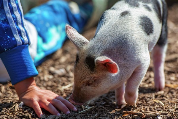 Piggy Pet and Play for One at Kew Little Pigs