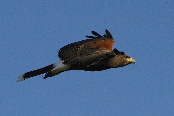 Hawk Walk in Derbyshire for One with BB Falconry
