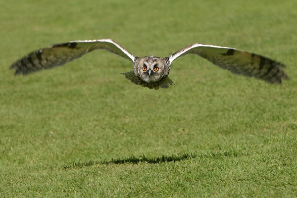 Owl Encounter for One in Derbyshire with BB Falconry