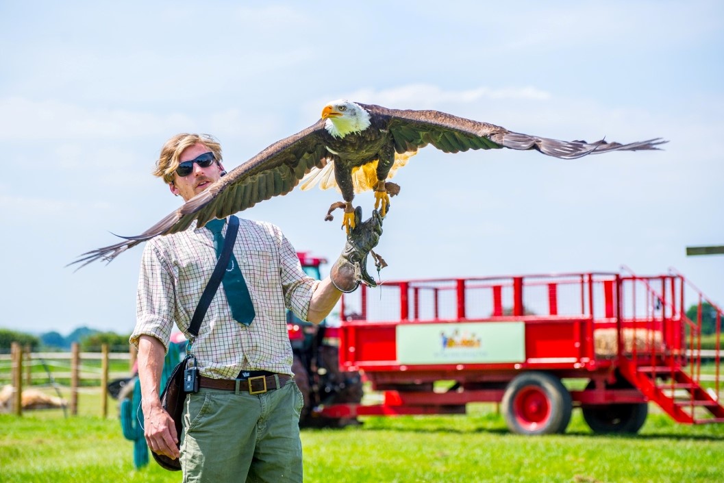 Bird of Prey Falconry Experience