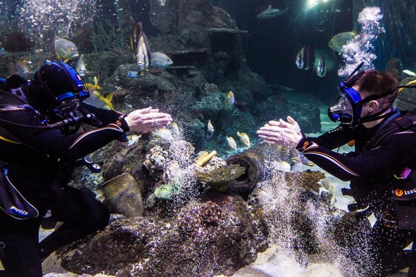 Diving with Sharks Experience at Skegness Aquarium