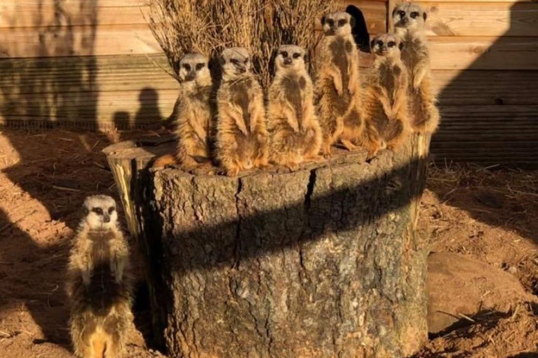 Exotic Zoo Entry and a 30 Minute Meerkat Experience for Two