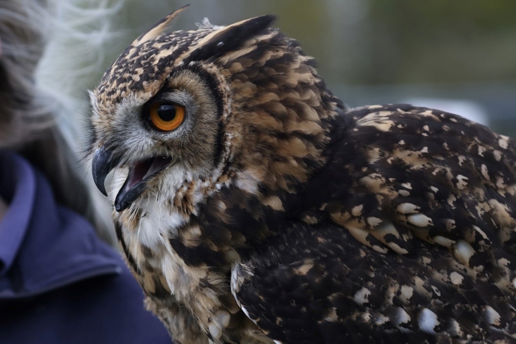 Bird of Prey Falconry Experience for Two