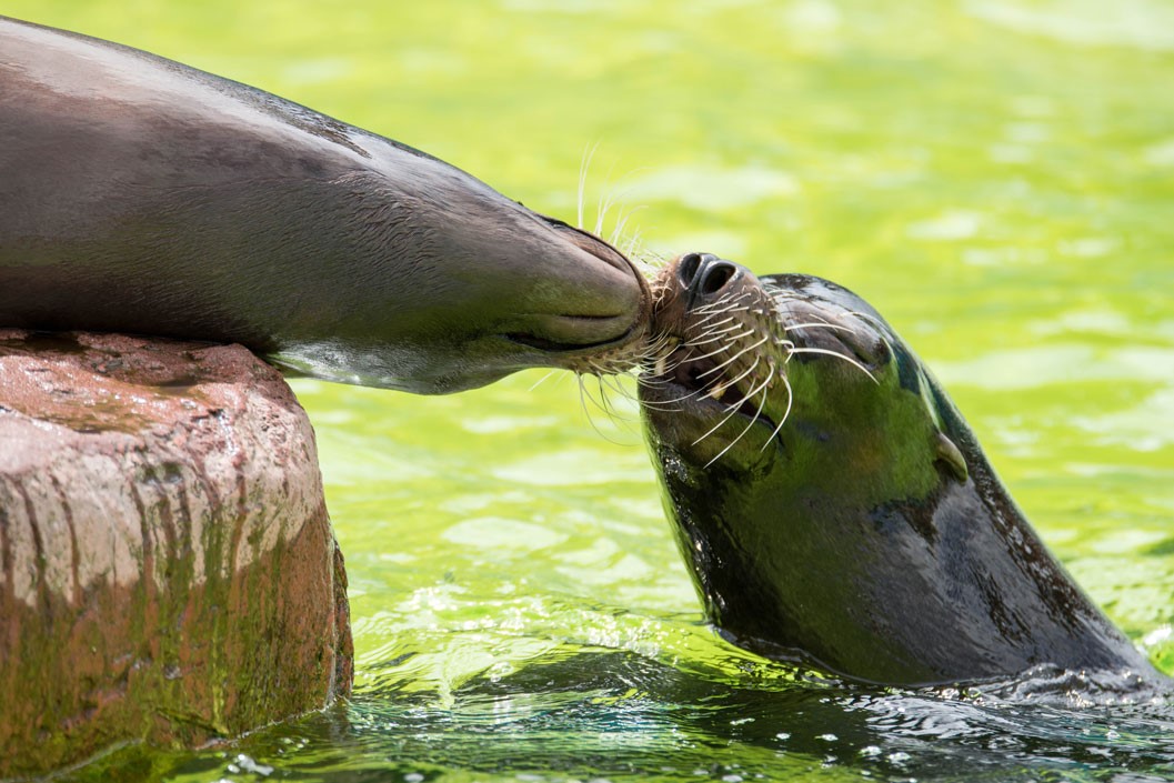 Welsh Mountain Zoo Entry and California Sea Lion Experience for Two