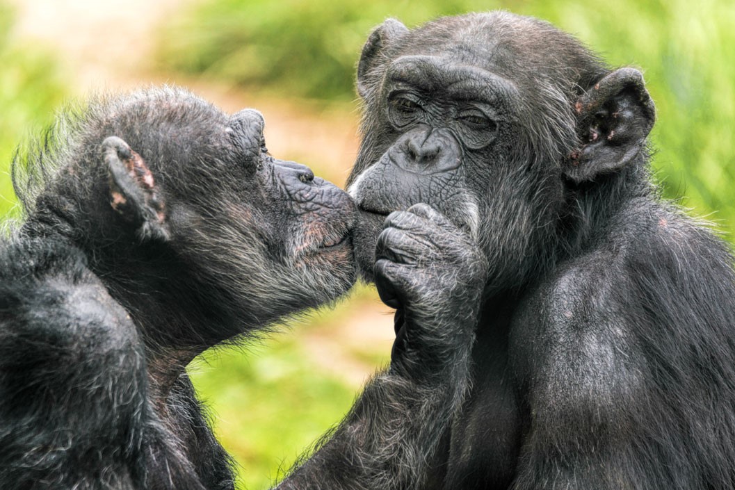 Welsh Mountain Zoo Entry and Primate Experience for Two