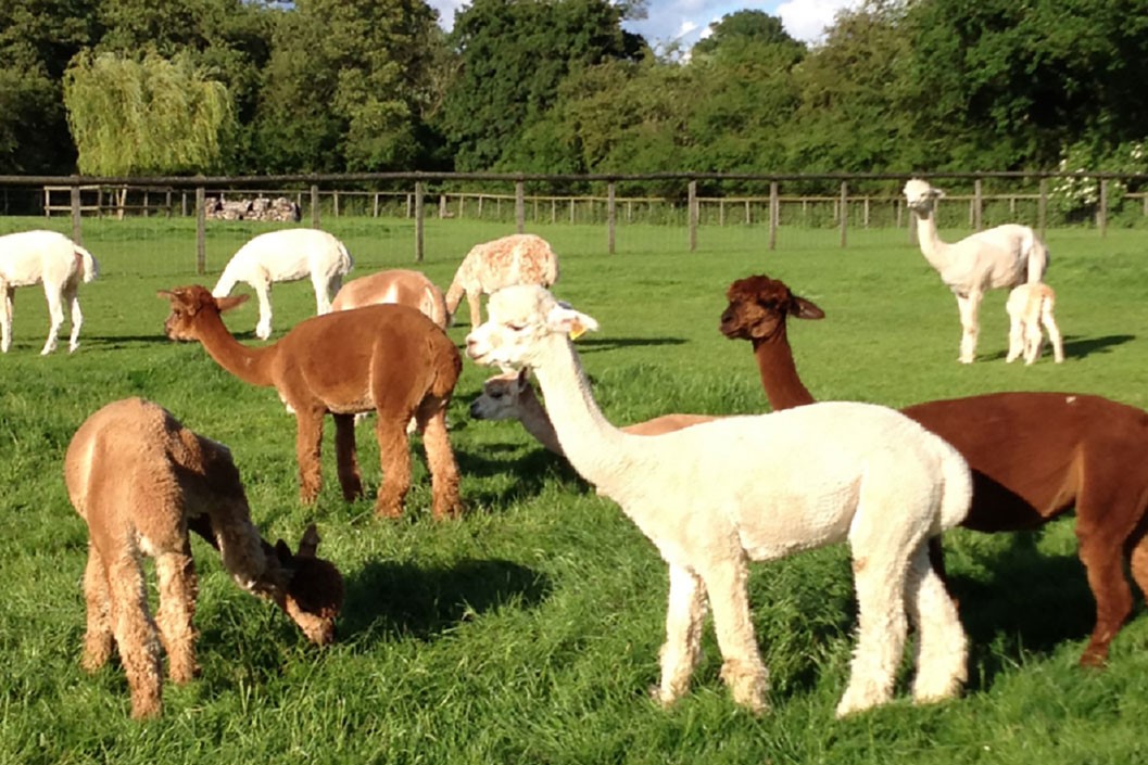 Two Hour Family Alpaca Experience with 20 Minute Walk at Pennybridge Alpacas