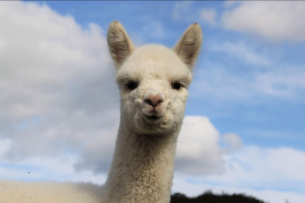 90 Minute Alpaca Experience for Two Adults and Two Children with Refreshments at Happyard