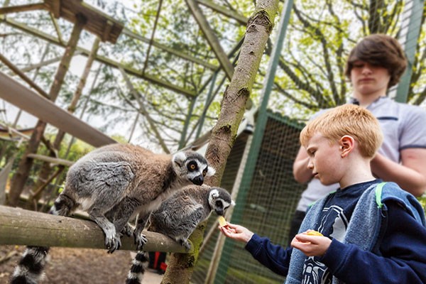 Black/White One Hour Meerkat And Lemur Experience For Two At Hoo Zoo & Dinosaur World