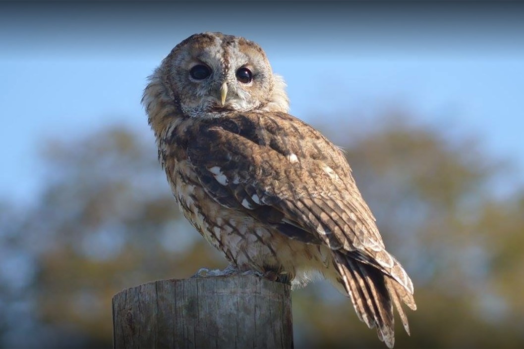 90 Minute Birds of Prey Experience for One Adult and One Child at North Somerset Bird of Prey Centre