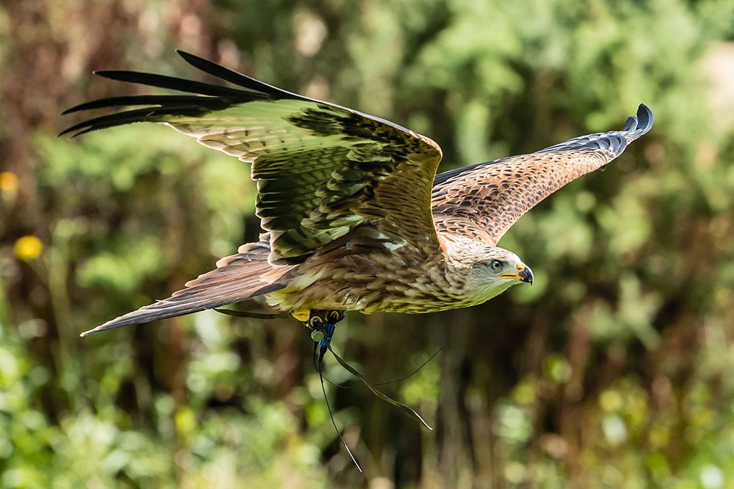 Vip Falconry Day At Millets Falconry Oxfordshire