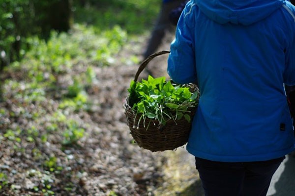 Foraging Walk for Two