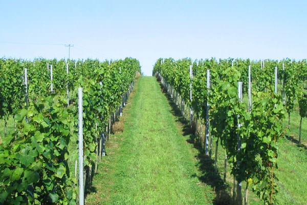 Vineyard Tour and Tasting Experience for Two