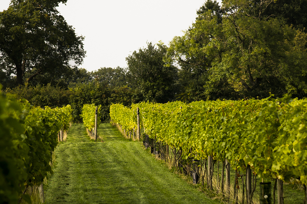 Light/White/Red Vineyard Tour With Lunch Platter For Two At Yorkshire Heart Vineyard And Brewery