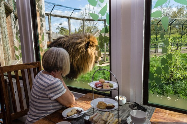 Paul Hollywood Afternoon Tea for Two at The Big Cat Sanctuary