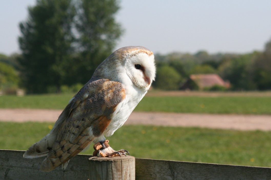 Introductory Falconry Session for Two in Warwickshire