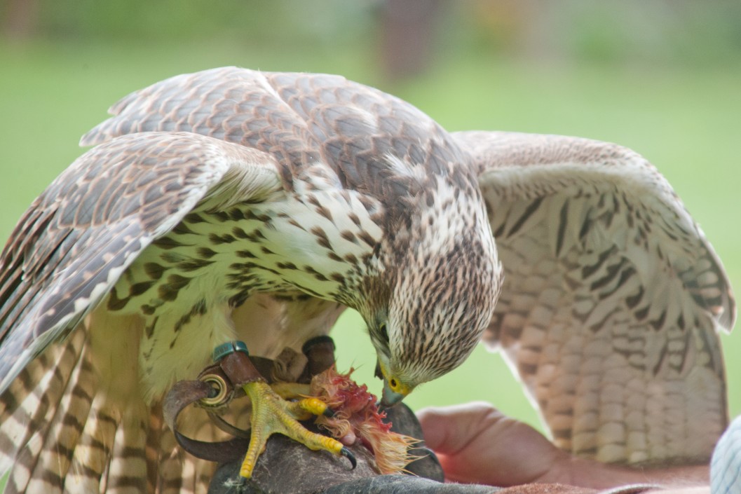 90 Minute Falconry Taster Session for One in Warwickshire