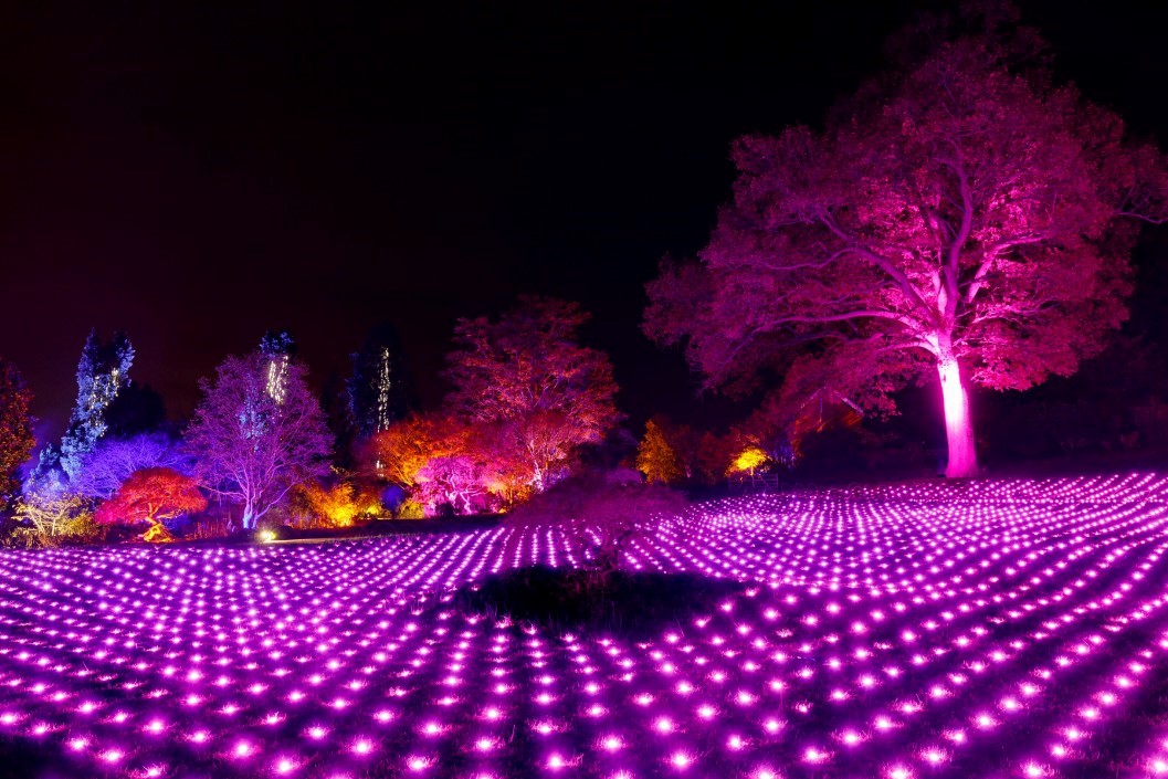 RHS Glow Illuminations at Wisley for Two Adults and Two Children collection picture