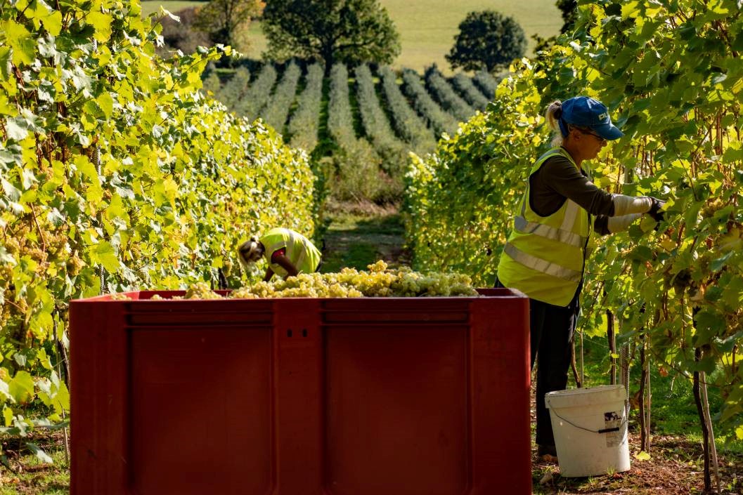 Self Guided Time on the Vine for Two at 1276 Wines