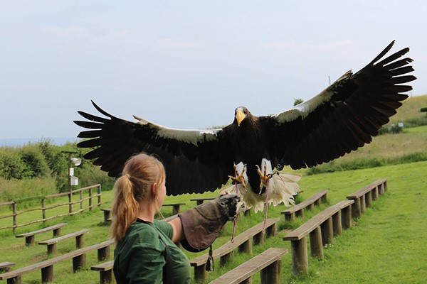 Eagle Handling Experience for Two in Kent